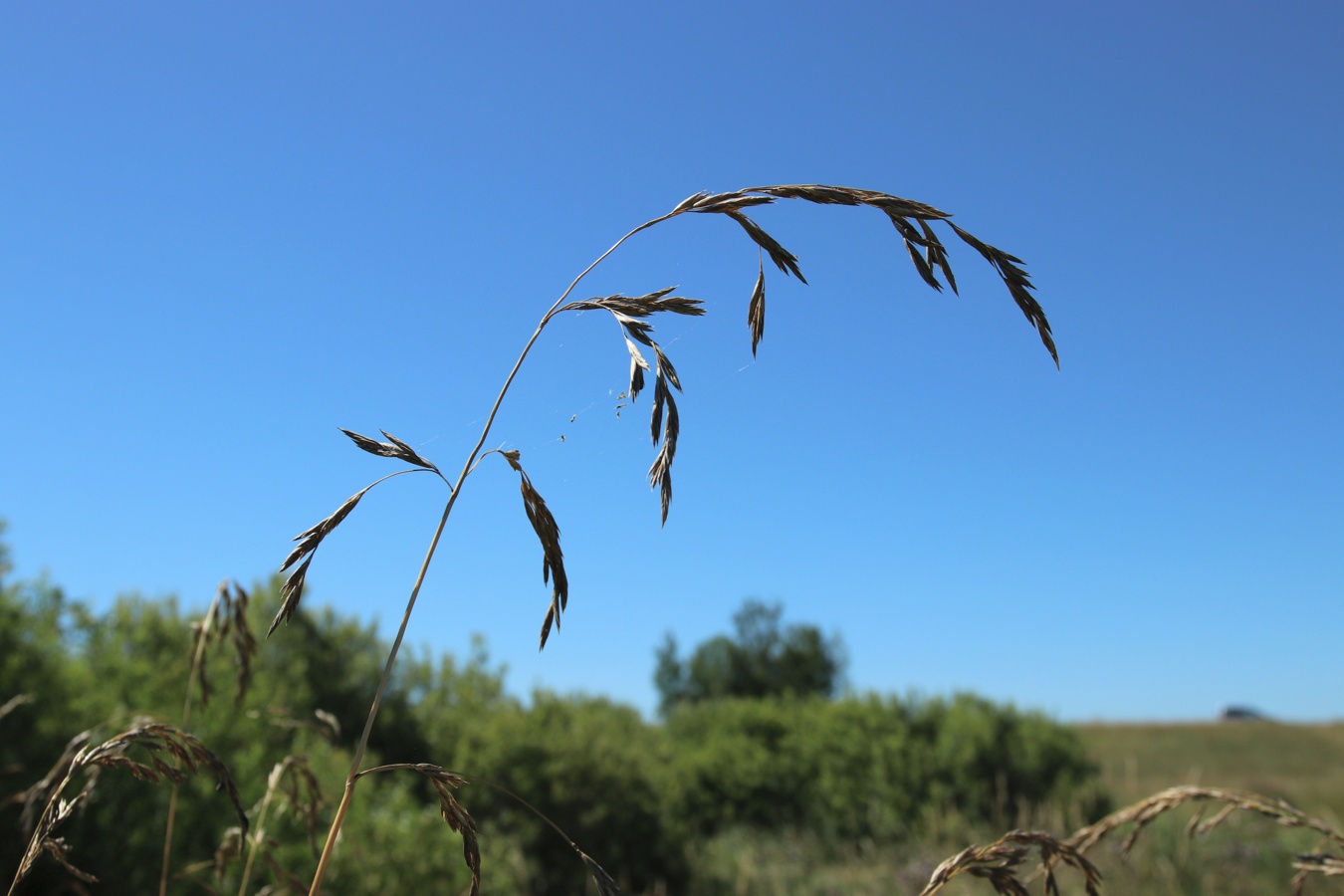 Image of Festuca arundinacea specimen.
