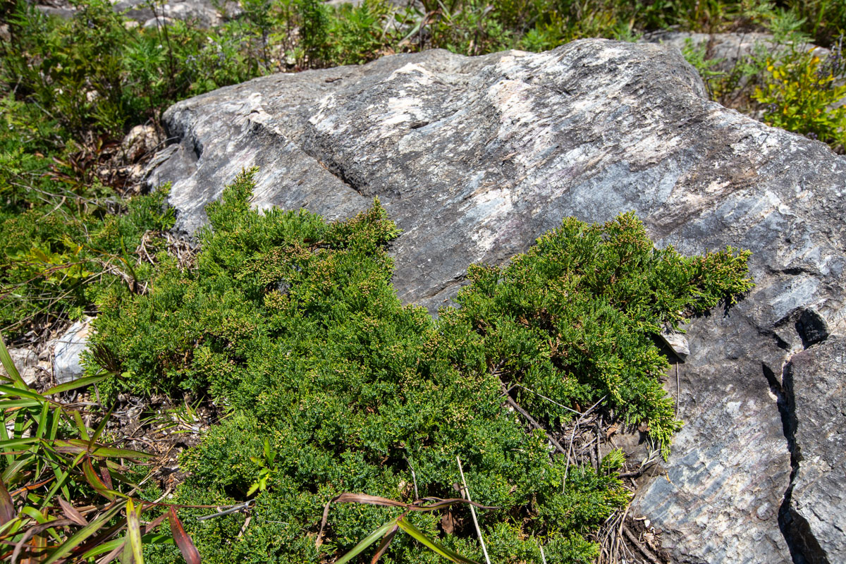 Image of Juniperus davurica specimen.