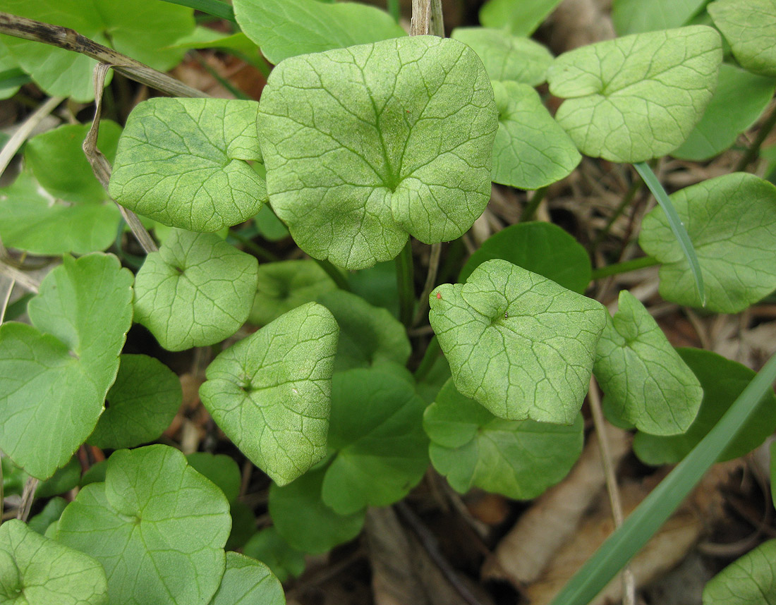 Image of Ficaria verna specimen.