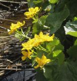 Caltha palustris