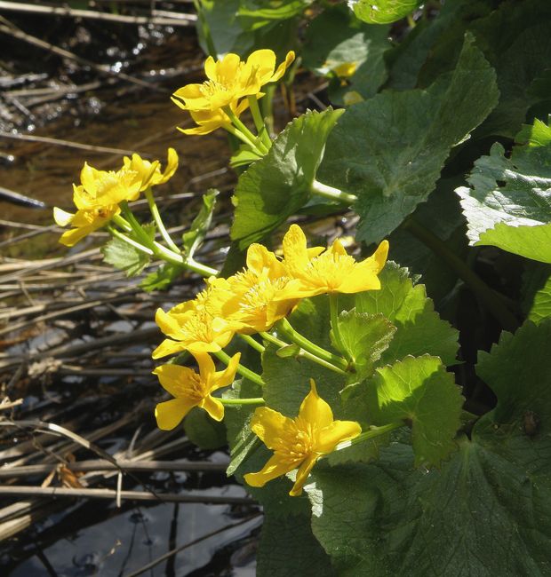 Изображение особи Caltha palustris.