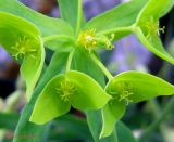 Euphorbia taurinensis