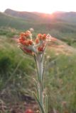 Helichrysum graveolens. Верхняя часть расцветающего (?) растения. ЮВ Крым, окр. пос. Коктебель, хр. Биюк-Янышар. 8 июня 2011 г.