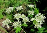 Chaerophyllum prescottii