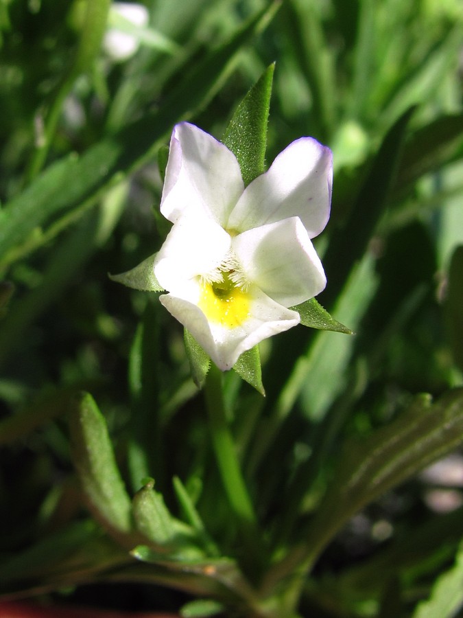 Image of Viola arvensis specimen.