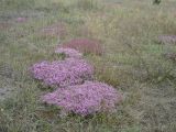 Thymus serpyllum