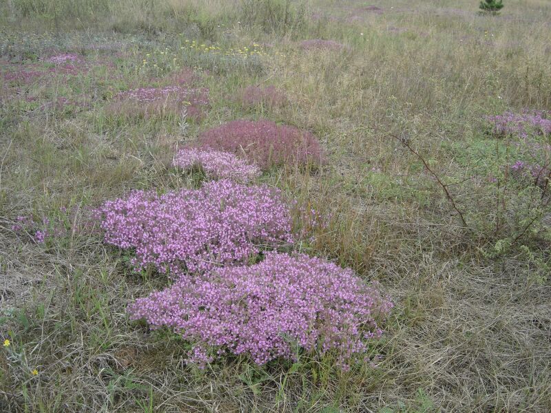 Изображение особи Thymus serpyllum.