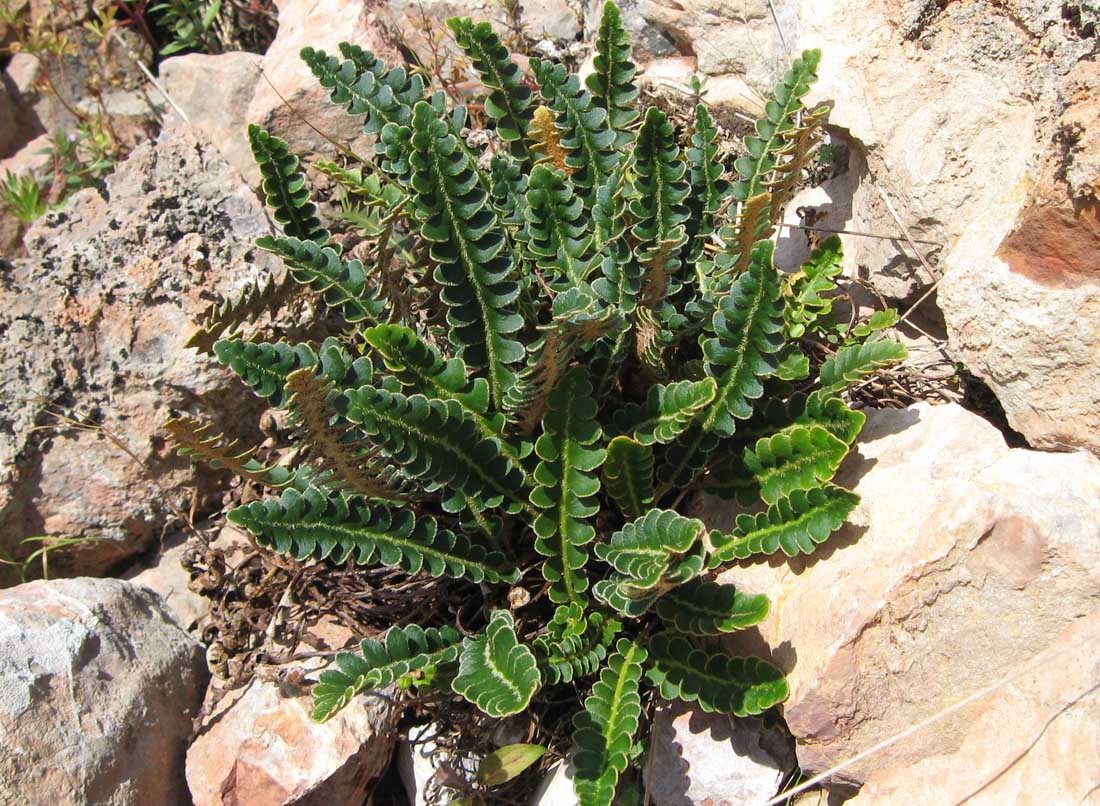 Изображение особи Ceterach officinarum.