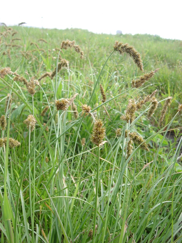 Изображение особи Carex laevissima.