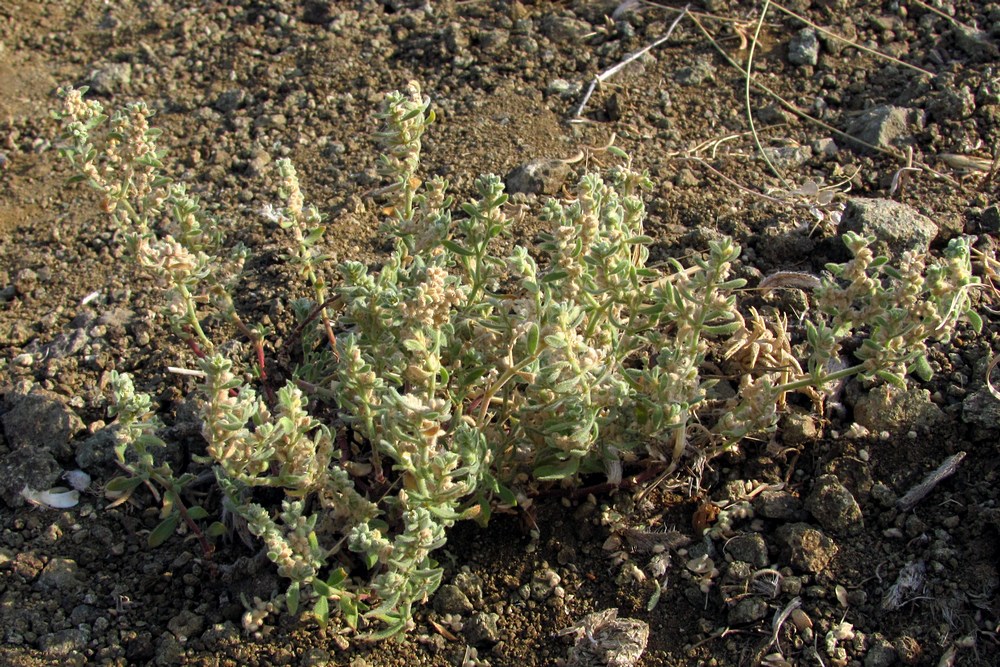 Image of Herniaria incana var. angustifolia specimen.