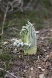 Ferula foetida