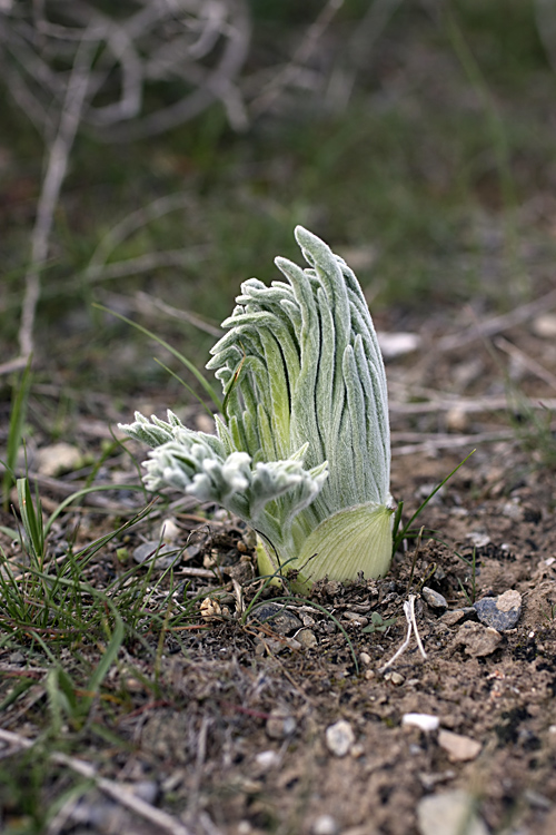 Image of Ferula foetida specimen.