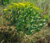 Haplophyllum latifolium. Цветущее растение. Казахстан, Южно-Казахстанская обл., долина р. Боролдай. 03.05.2011.