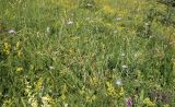 Scabiosa columbaria. Цветущее растение в петрофильной луговой степи. Крым, нижнее плато Чатырдага. 20.07.2011.