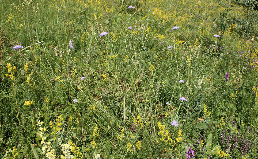 Изображение особи Scabiosa columbaria.