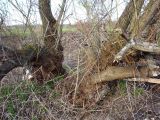 Salix gmelinii. Зона кущения кустарника (видно, что кустарник аэроксильный)(?). Окр. Архангельска, 21.05.2011.