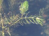 Ceratophyllum demersum