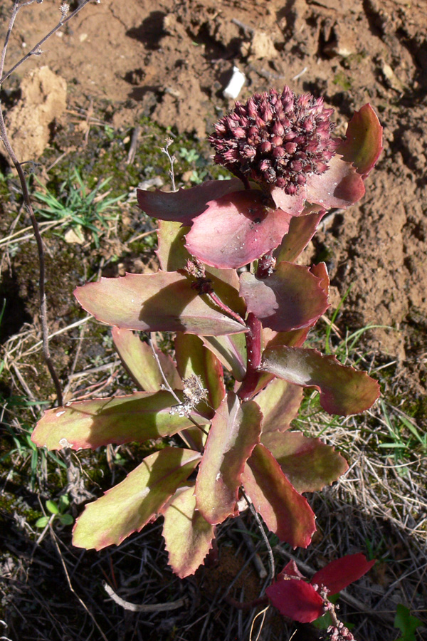 Изображение особи Hylotelephium triphyllum.