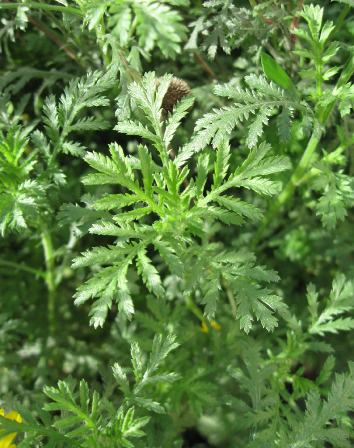 Image of Anthemis tinctoria specimen.