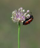 Allium caricifolium