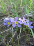 Primula stricta. Соцветия. Коми, Интинский р-н, нац. парк \"Югыд Ва\", Приполярный Урал, р. Кожим, надпойменная терраса. 24.06.2011.