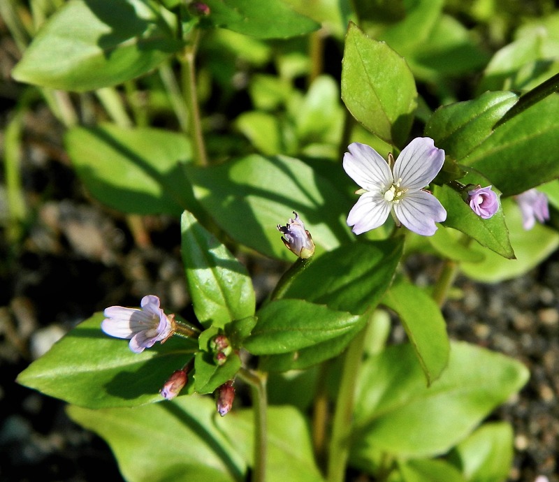 Image of Epilobium hornemannii specimen.