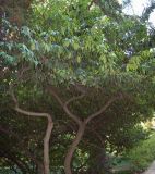 Lauro-cerasus lusitanica. Крона взрослого дерева. Южный Берег Крыма, Никитский ботанический сад. 25 августа 2007 г.