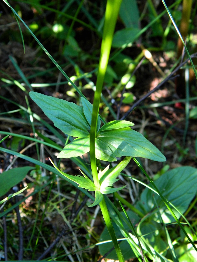 Изображение особи Valeriana capitata.