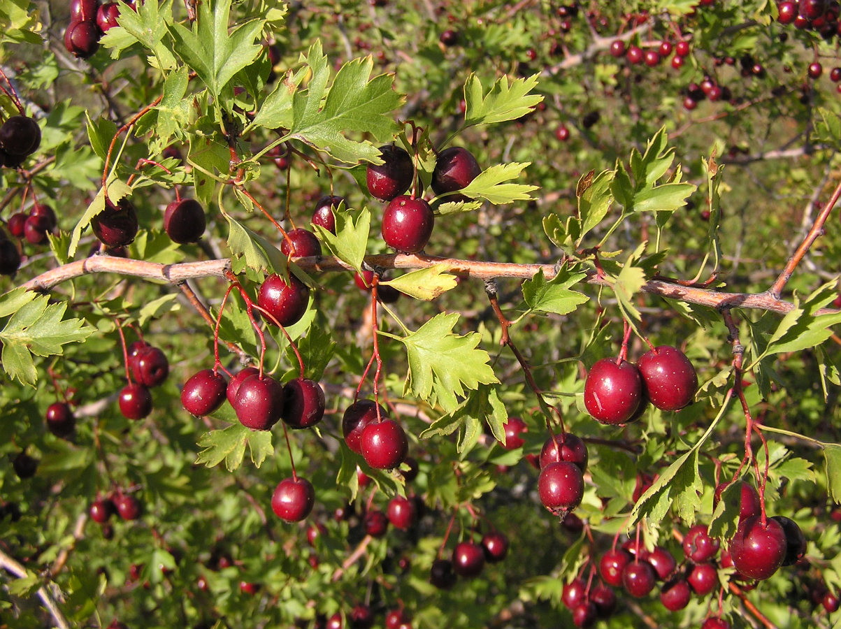 Изображение особи Crataegus ambigua.