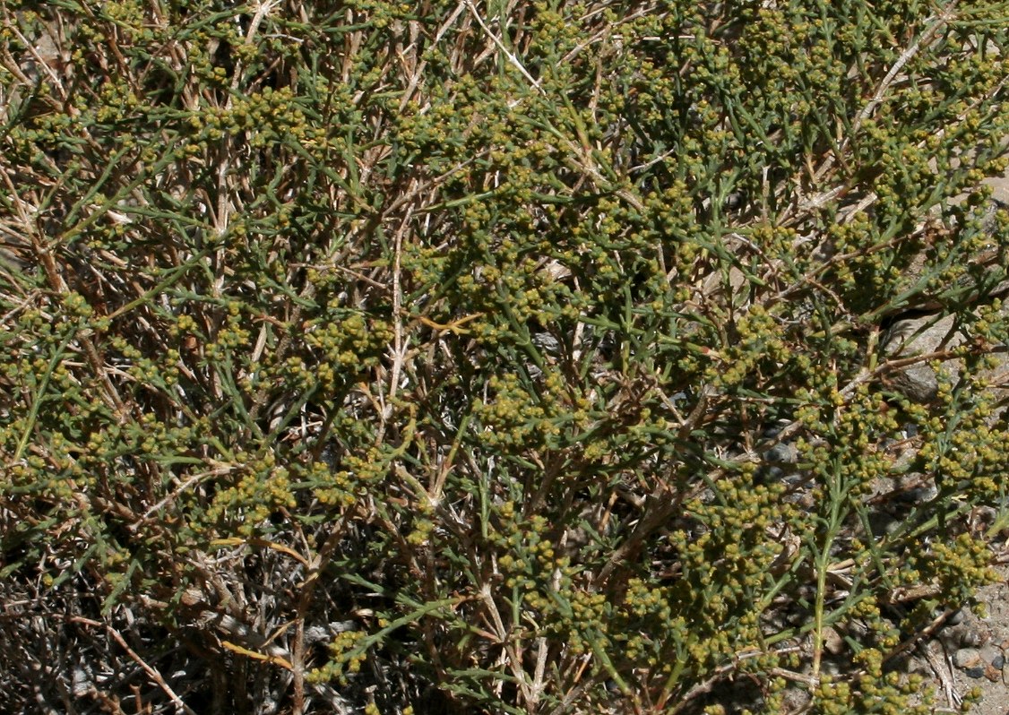 Изображение особи семейство Chenopodiaceae.