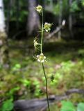 Mitella nuda. Верхушка цветущего растения. Хабаровский кр., правобережье р. Гур в р-не пещ. Кодзяму, влажный пойменный широколиственный смешанный лес. 13.06.2008.