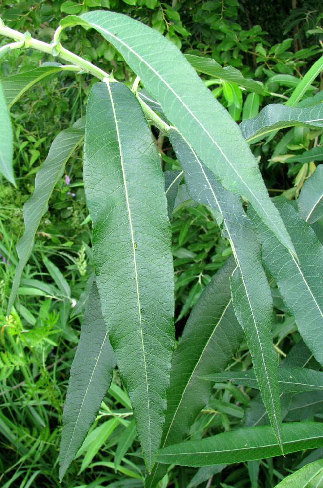 Image of Salix gmelinii specimen.