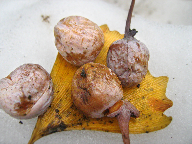 Image of Ginkgo biloba specimen.