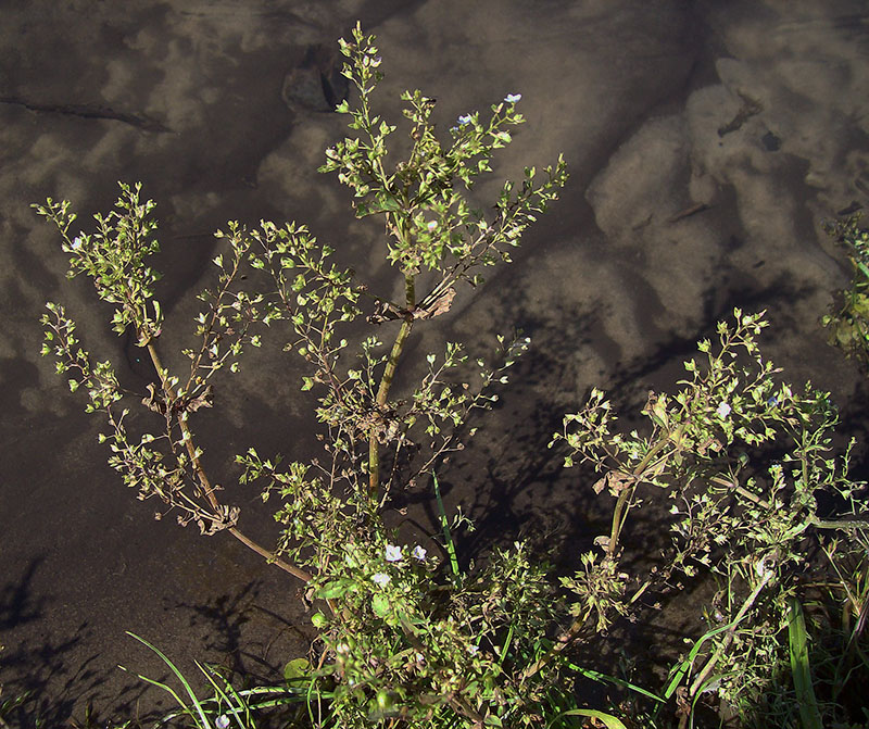 Image of Veronica anagallis-aquatica specimen.