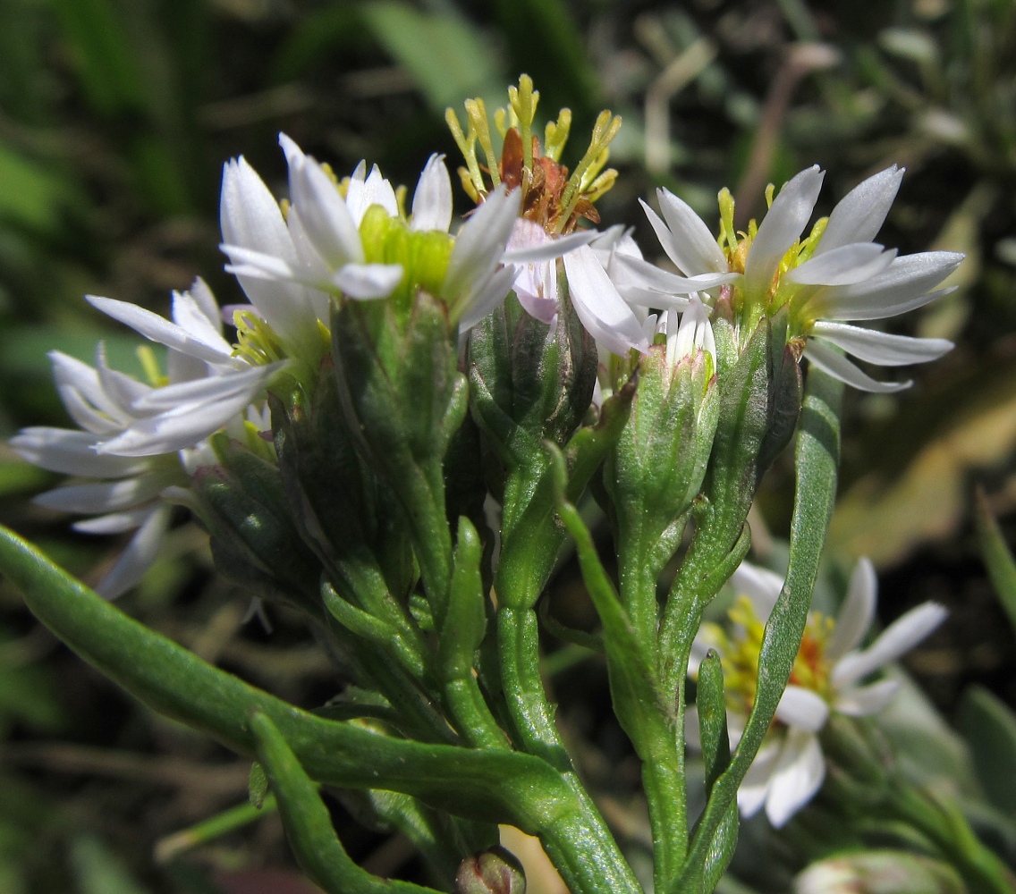 Изображение особи Tripolium pannonicum ssp. tripolium.