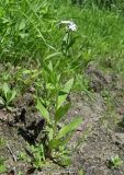 Myosotis nemorosa