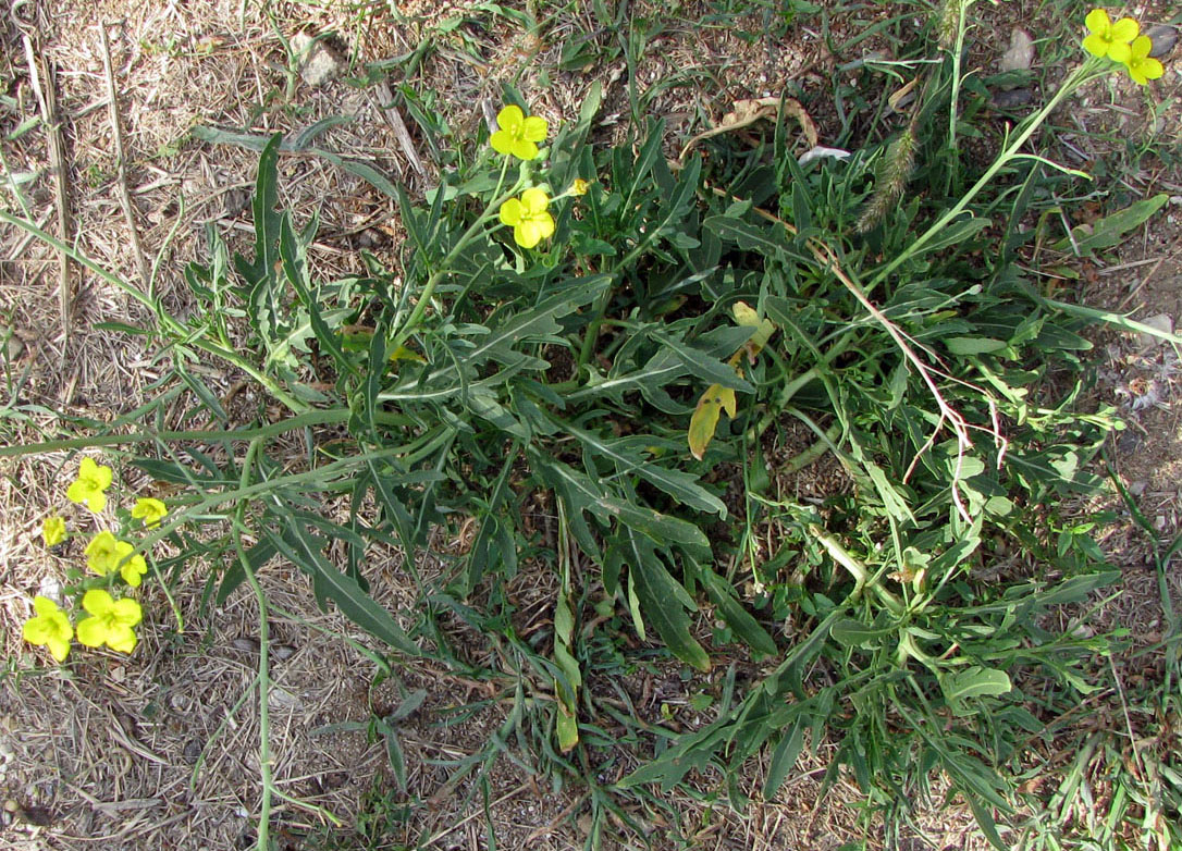 Image of Diplotaxis tenuifolia specimen.