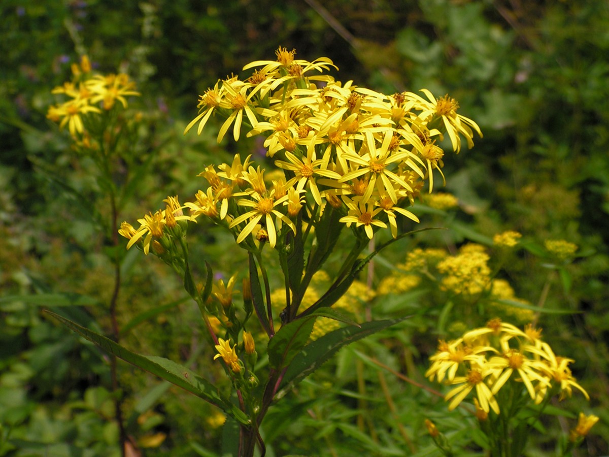 Image of Senecio nemorensis specimen.