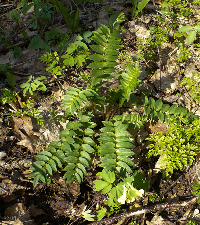 Image of Polemonium caeruleum specimen.