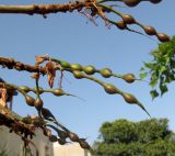 Erythrina corallodendron