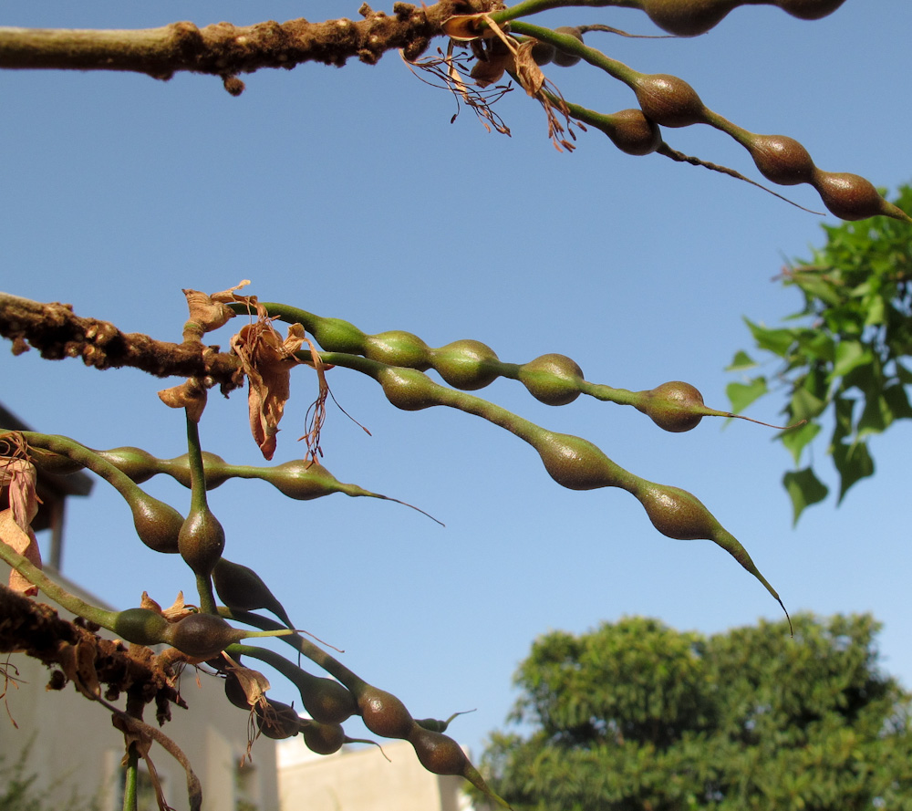 Image of Erythrina corallodendron specimen.