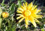 Taraxacum