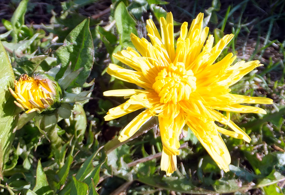 Изображение особи род Taraxacum.