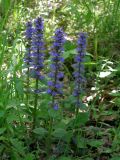 Ajuga reptans