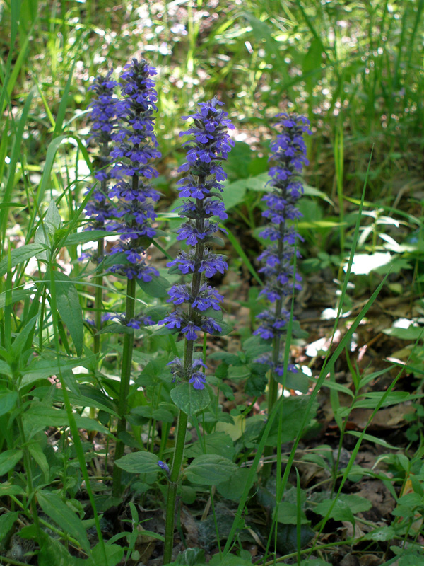 Image of Ajuga reptans specimen.