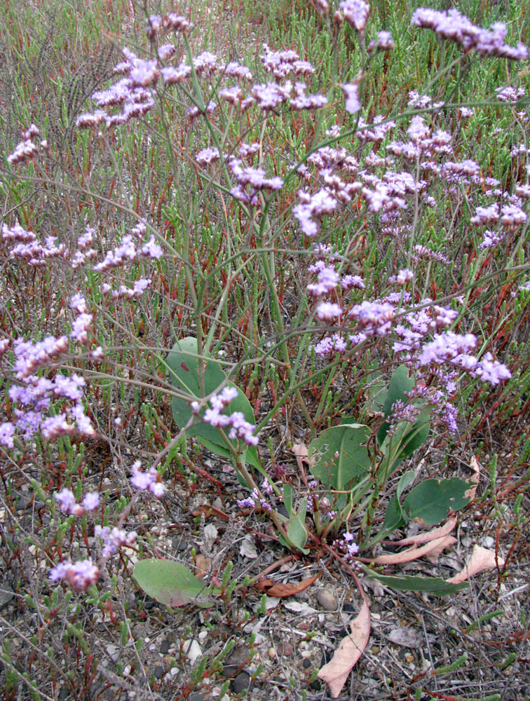 Изображение особи Limonium scoparium.