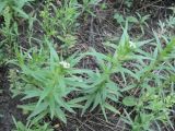 Collomia linearis