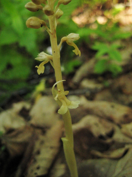 Image of Neottia papilligera specimen.
