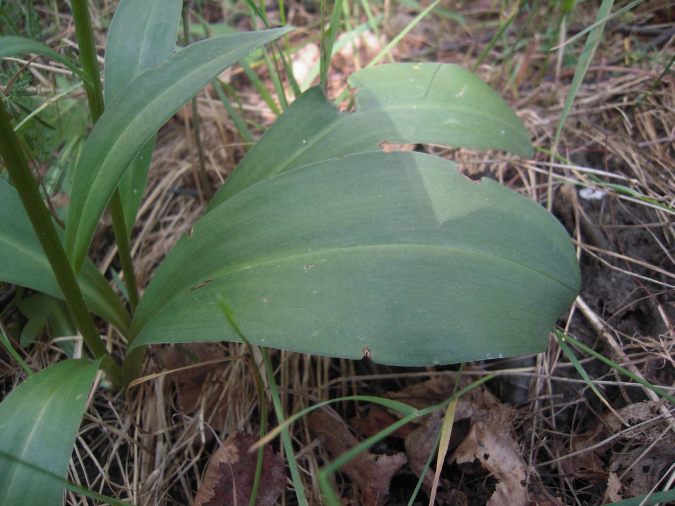 Изображение особи Platanthera chlorantha.