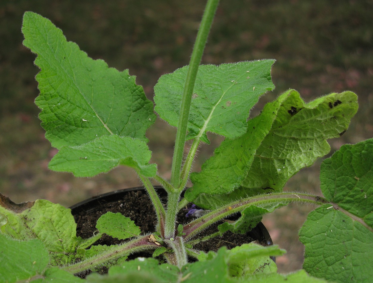 Изображение особи Salvia forskahlei.